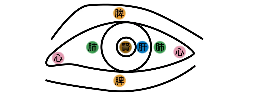 東洋医学　眼　イラスト画像